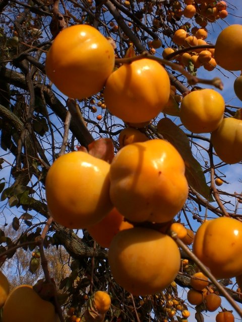 Diospyros kaki fruit